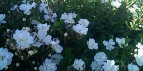 d_emlei's profile banner image