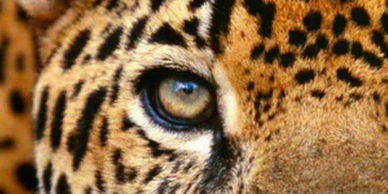 Silviia25's profile banner image