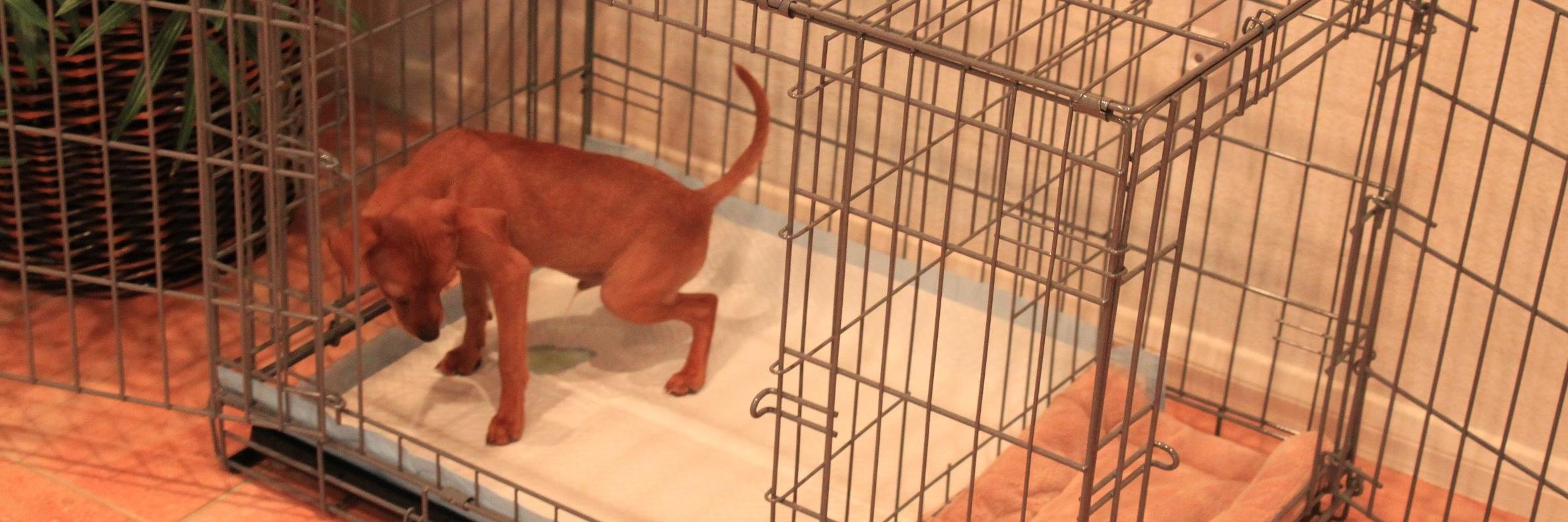 ModernPuppies's profile banner image
