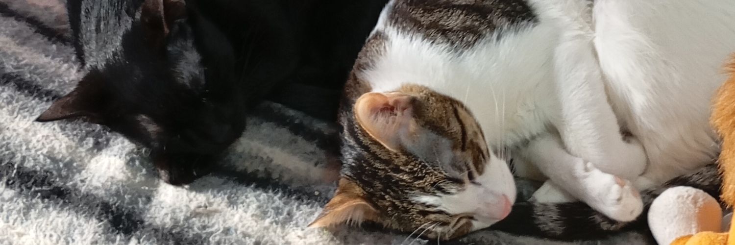 SofiPaezz's profile banner image