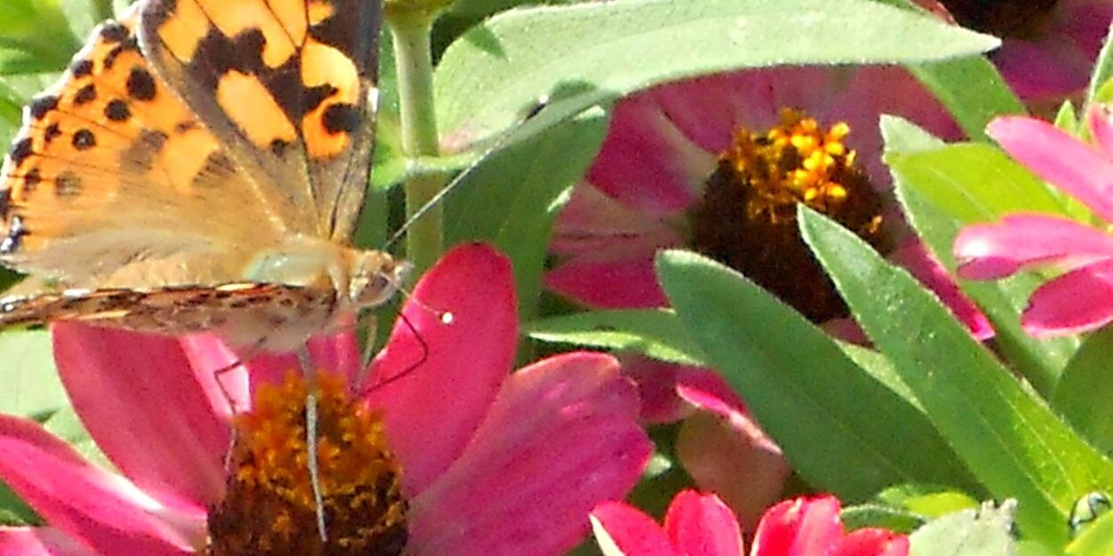 Kathy Trogolo banner