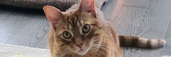 Lenageeh Profile Banner