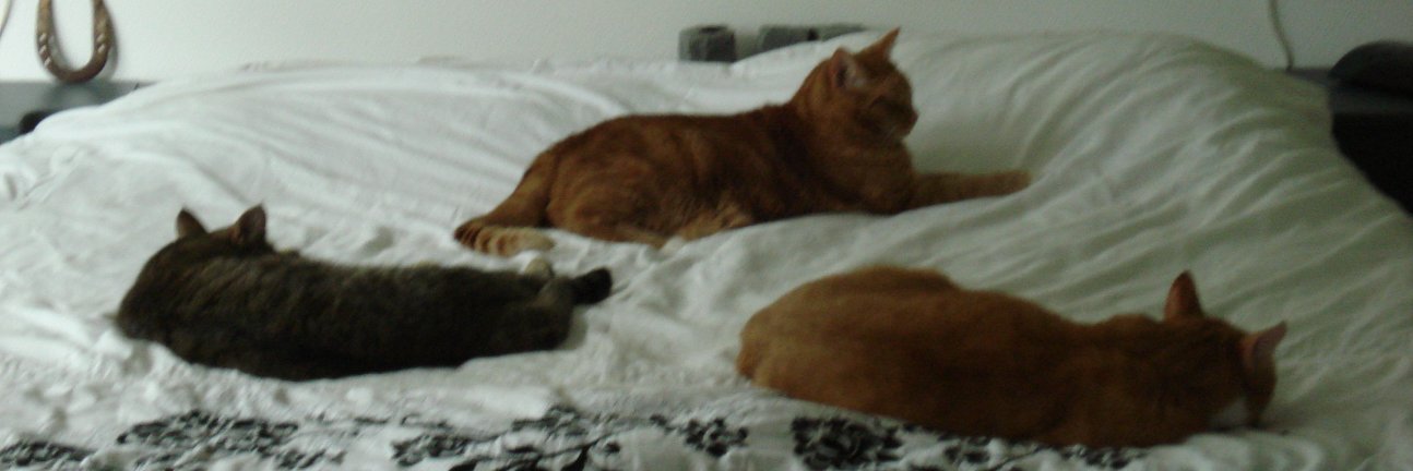 corine_stam's profile banner image