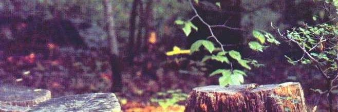 RamaQuotes's profile banner image