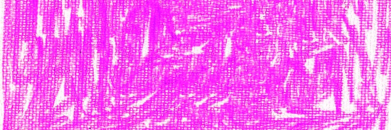 pararynn's profile banner image