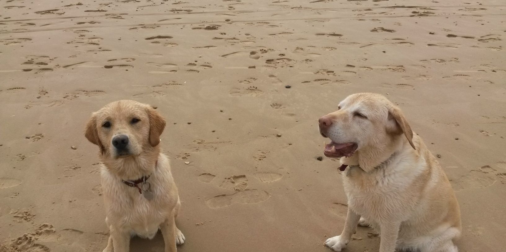 Sarah Lafbery banner