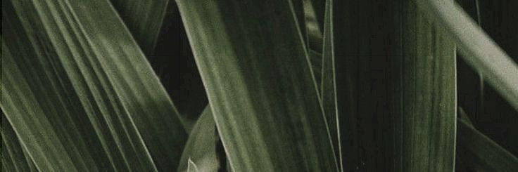 ✽ banner