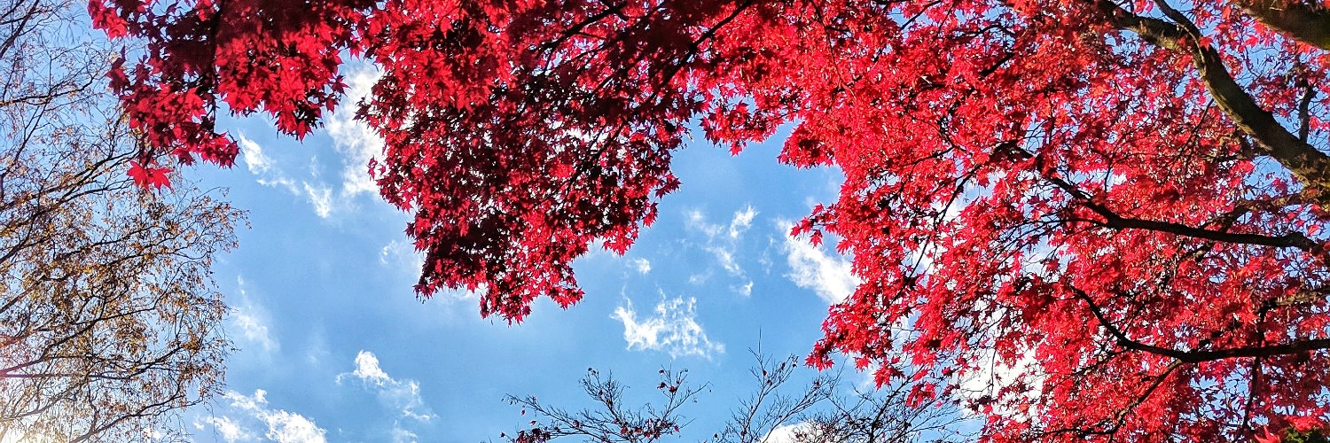 AlexandraVascan's profile banner image