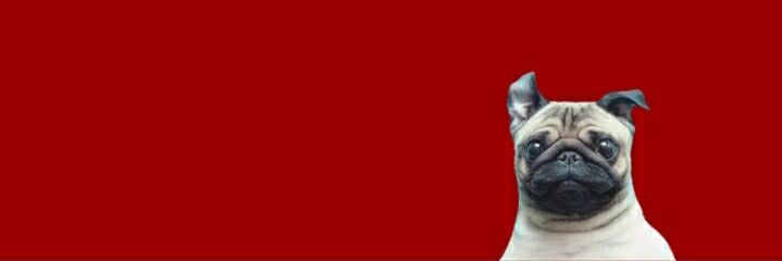 shespip's profile banner image