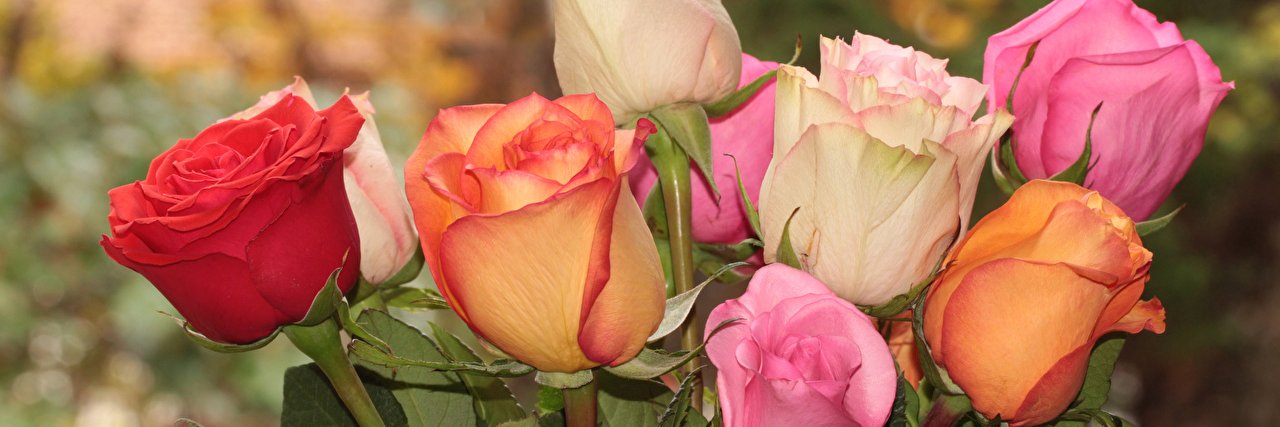 Patricia Haverkamp banner