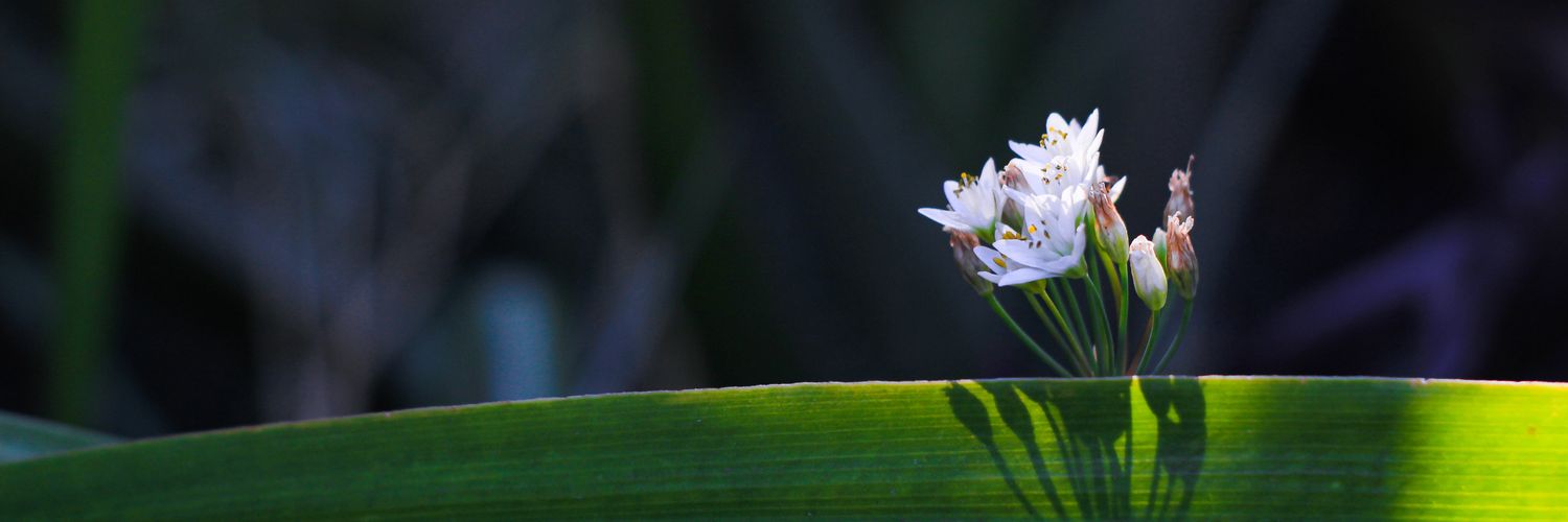 _thekeysl_'s profile banner image