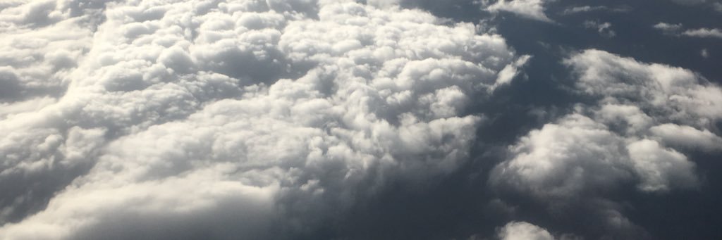 veiled pinecone banner