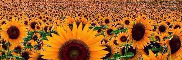 teacherchrncles Profile Banner