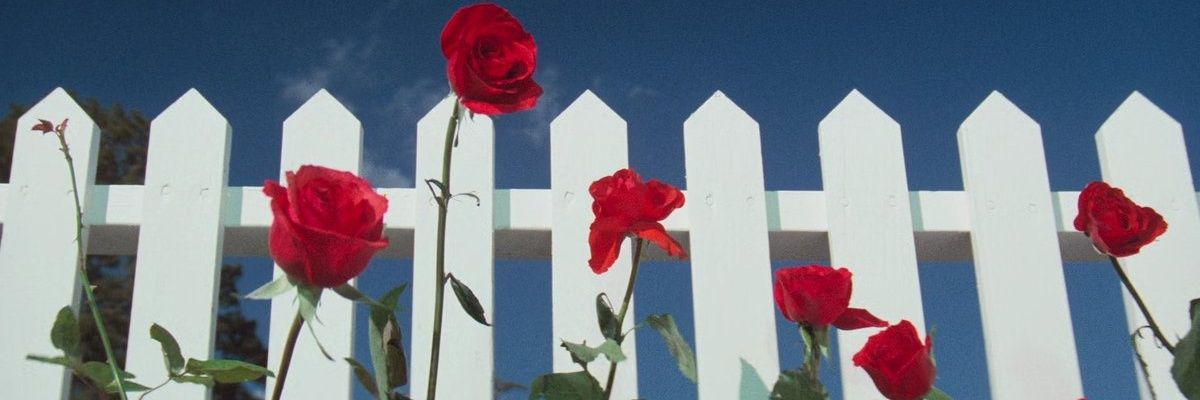 TulipFolly's profile banner image