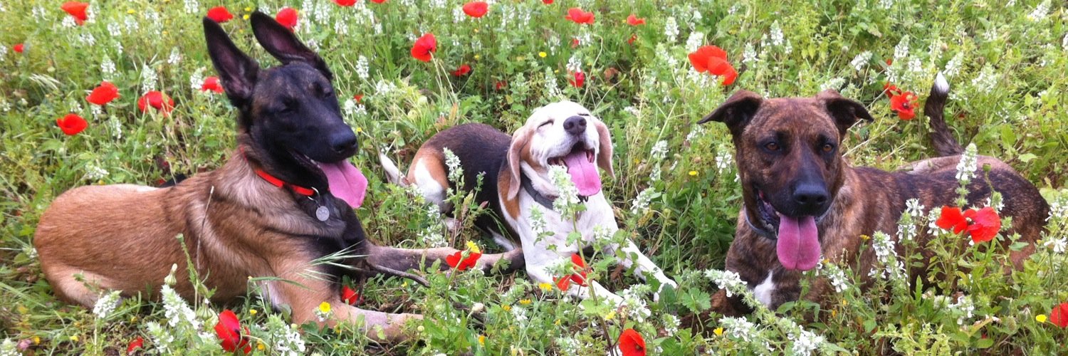 Jandrix🇮🇨 banner