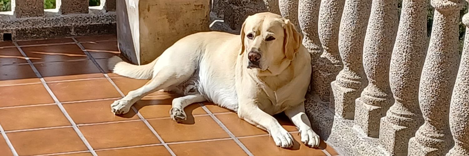 oscarsanz99's profile banner image