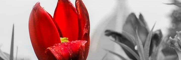 crisbertelle's profile banner image