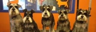 cuttz4muttz's profile banner image