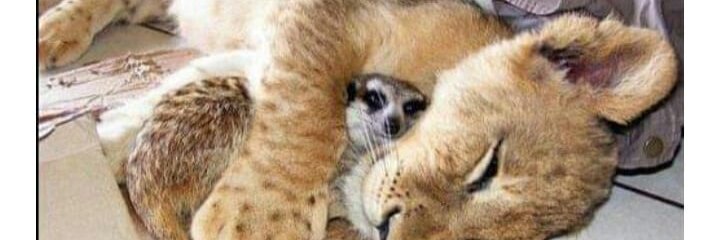 pedrodp's profile banner image