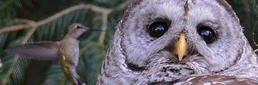 lustiro's profile banner image