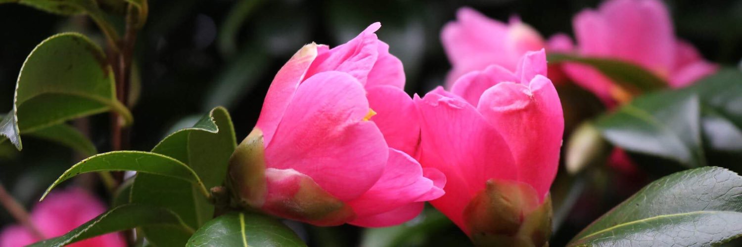 HorticultureTh1's profile banner image