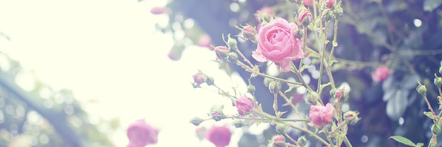 flwr_luv's profile banner image