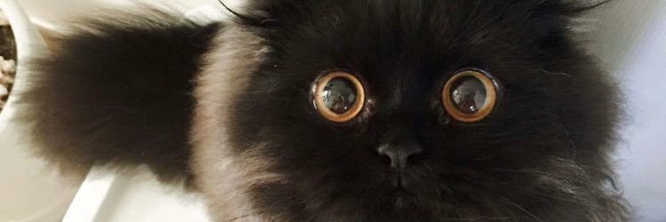Gotgotspe's profile banner image