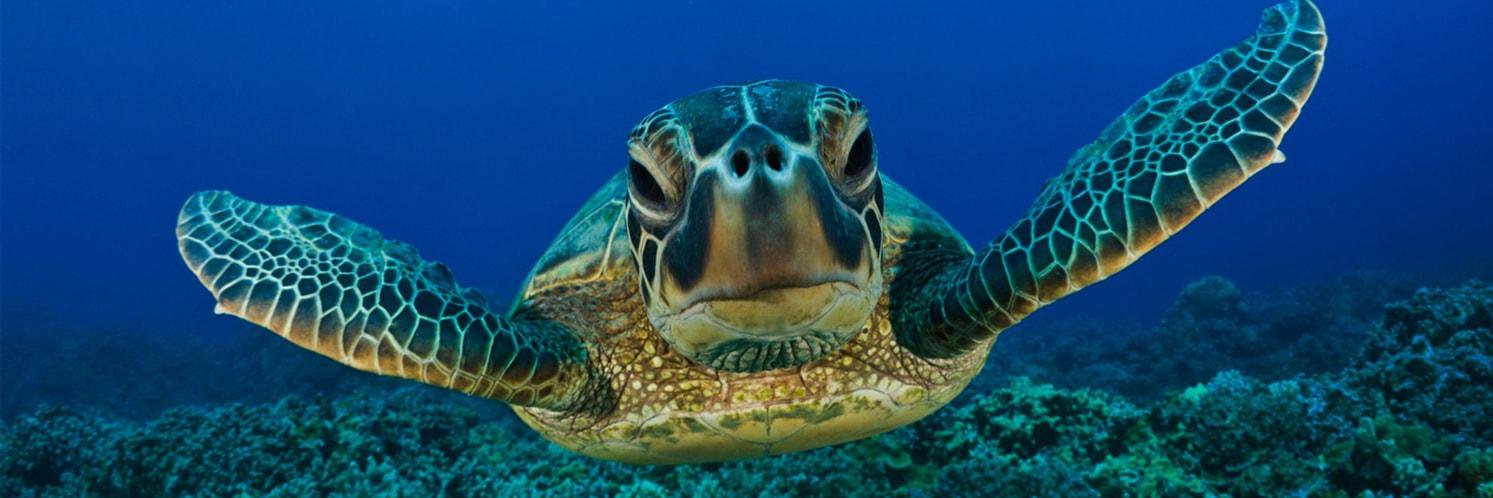 Greenpeace UK Oceans banner