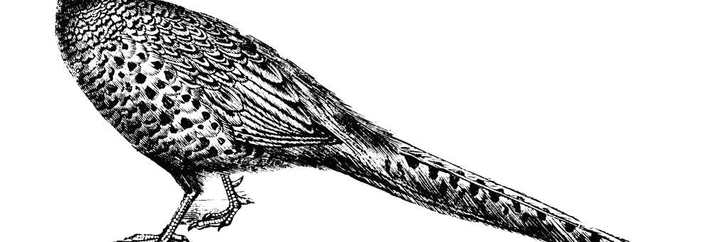 WaggonCongleton's profile banner image