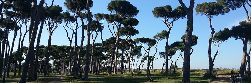 Daniele Giannini banner