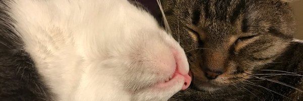 Tomari_TCJ Profile Banner