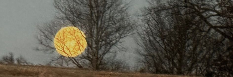 American Freebyrd banner