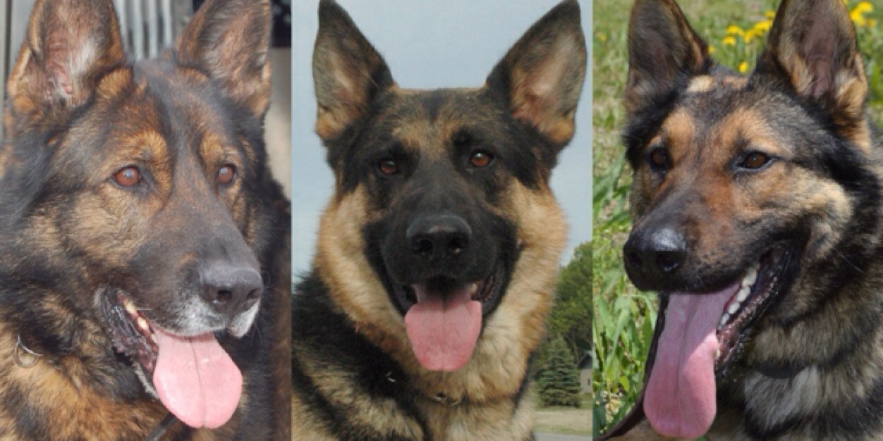 PC Rich Williamson banner