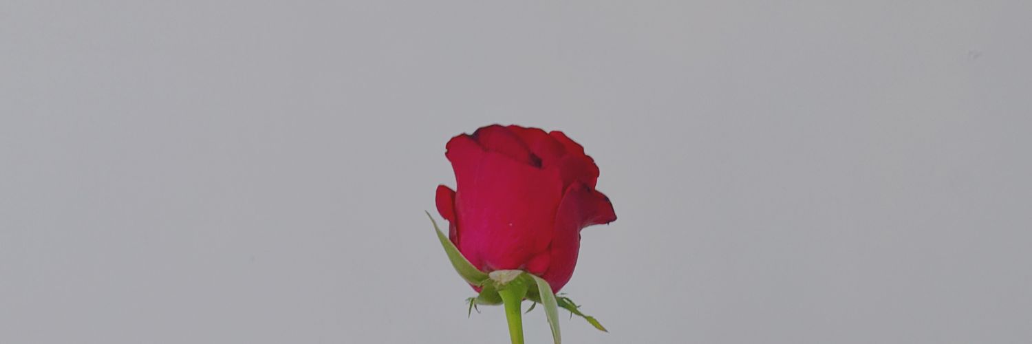 Addibaa_'s profile banner image