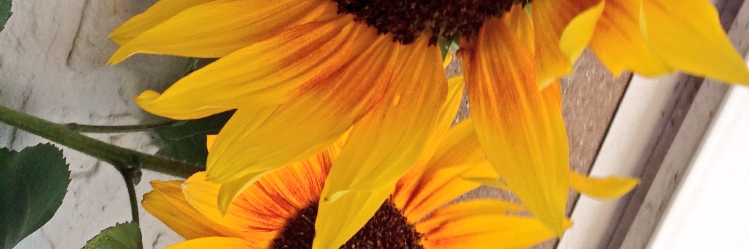 Steve1Connor's profile banner image