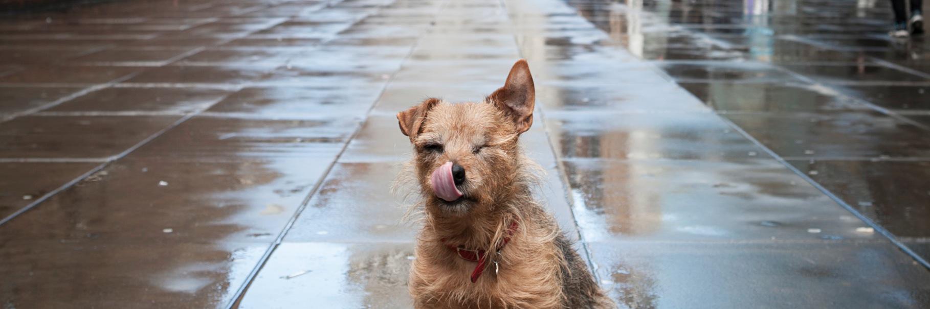 Andrew Macbean banner