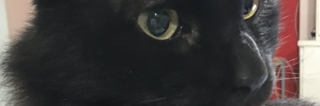 rocciobruno's profile banner image