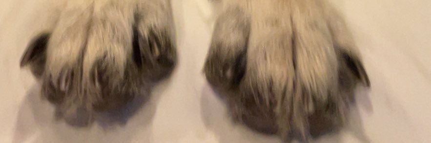 aashley_nolan's profile banner image