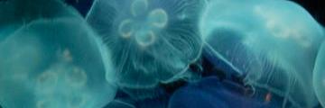 ingridabrash's profile banner image