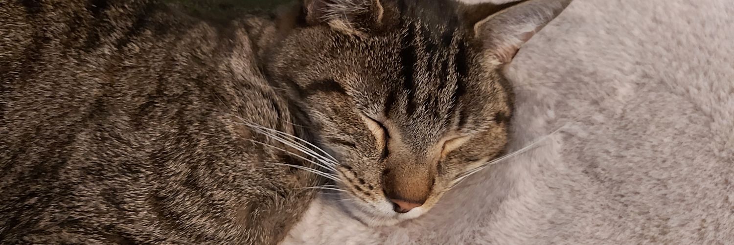 MadebyDolly's profile banner image