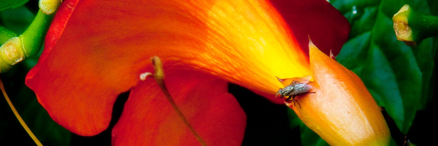 rgreenimages's profile banner image