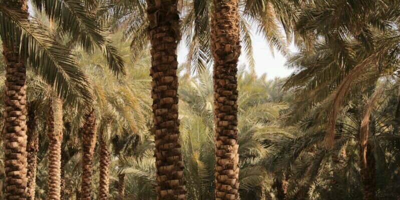 abo_saad555's profile banner image