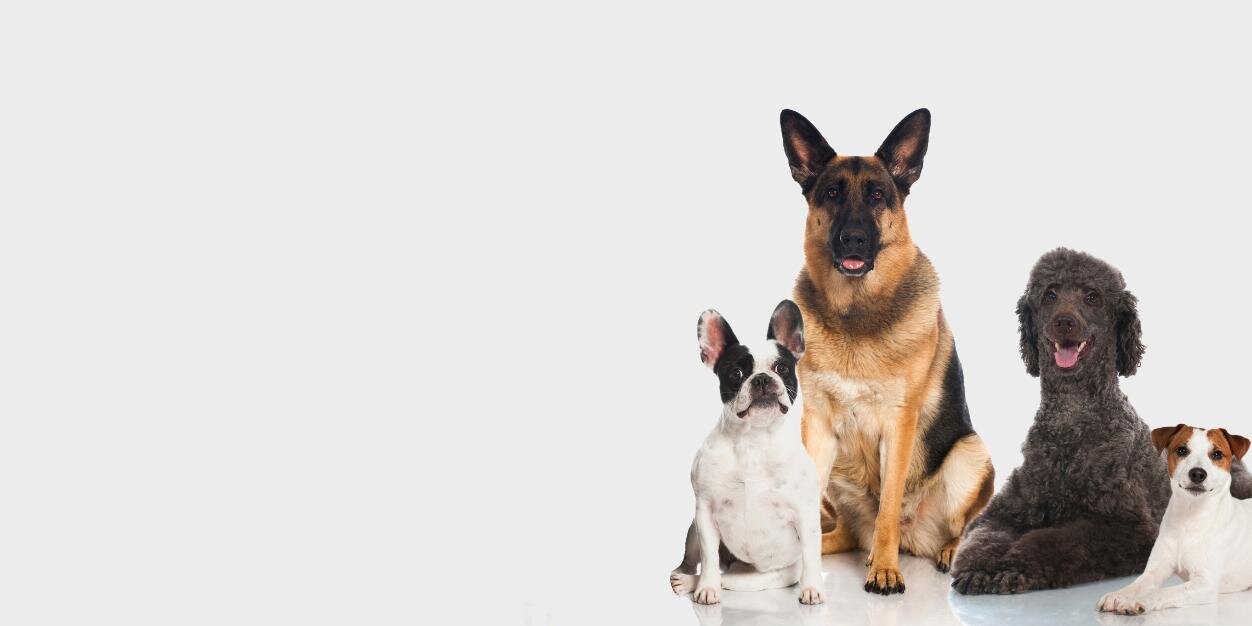 DOGGYTAGGER's profile banner image