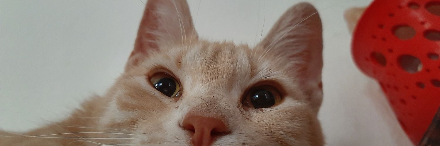 sofymaitee's profile banner image
