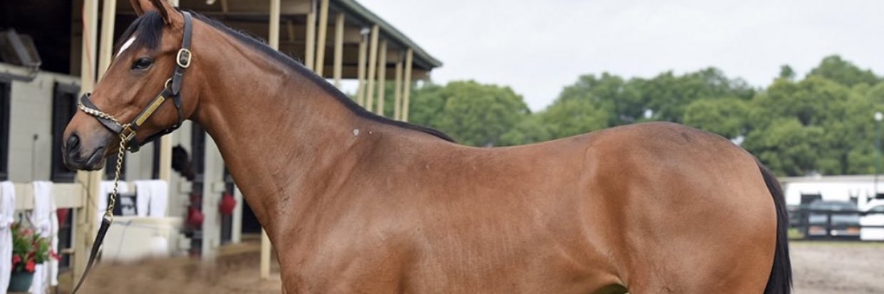 willardvt's profile banner image