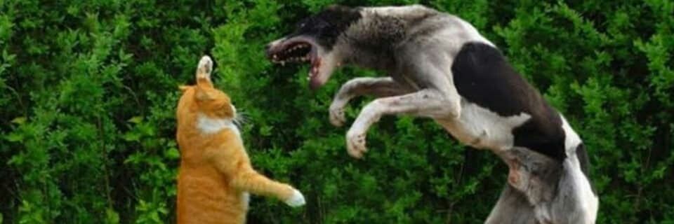 orange_barbar's profile banner image