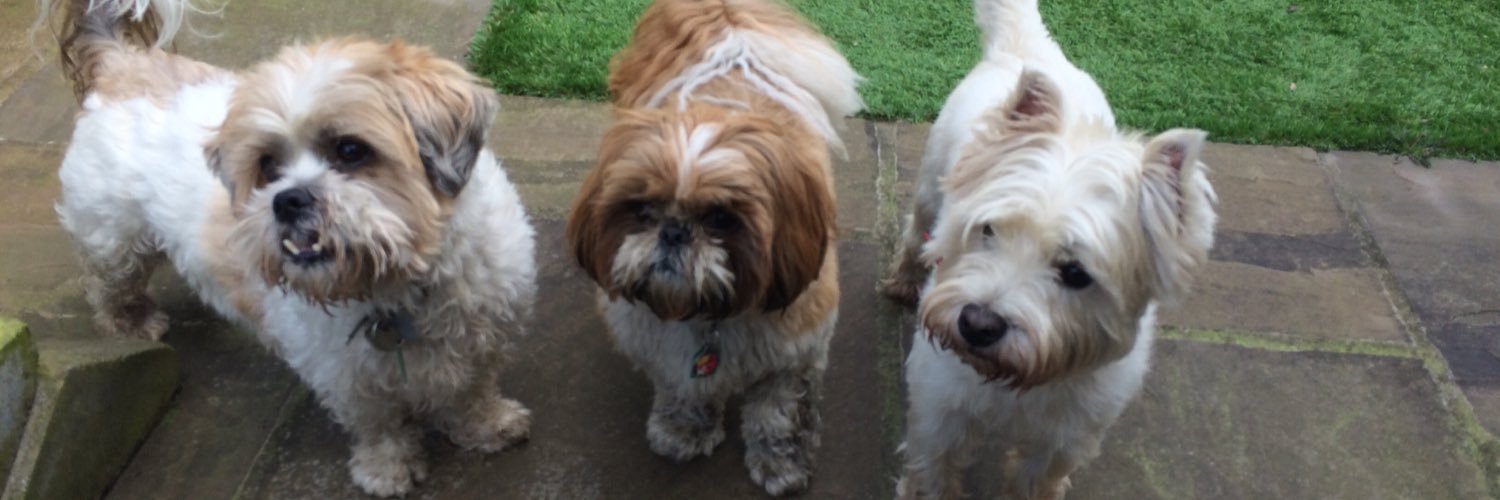 Cooper_ShihTzu's profile banner image