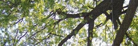 Jenni banner