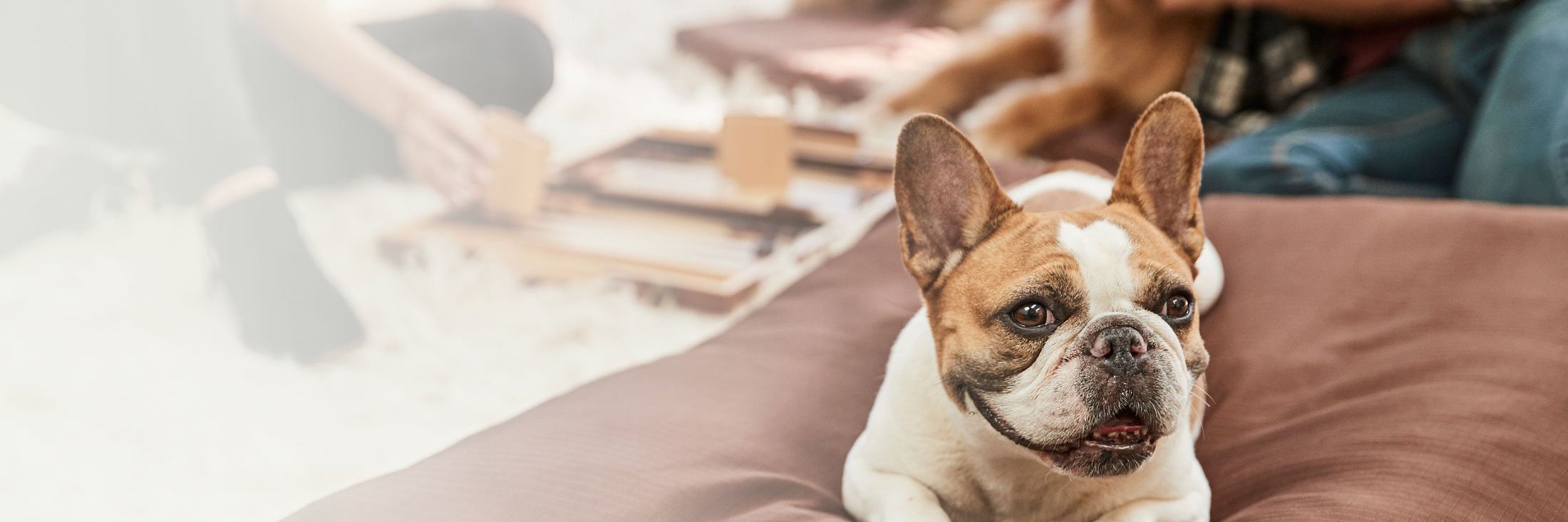 K9 Ballistics banner