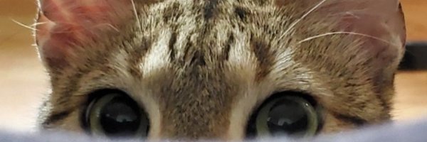 ReverendBobby Profile Banner